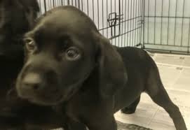 Use the hashtag #broodx or #broodxcicadas on social media. Pet Of The Week Cole Reston Now