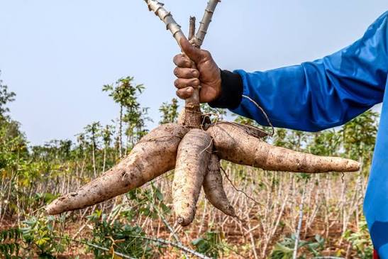 Industrial Cassava Processing and Value Addition