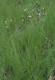 Image result for Alepidea amatymbica