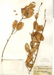 Image result for Schrebera