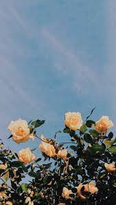 Pinterest Limas Diary Fruhlingblumen Spring Background Fruhling Hinter Backgroun Flower Aesthetic Aesthetic Iphone Wallpaper Flower Wallpaper