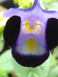Bunga Macro