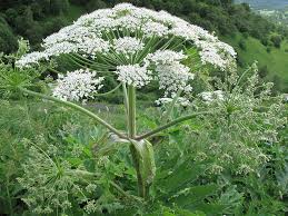 Image result for Heracleum