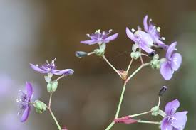 Image result for Murdannia simplex