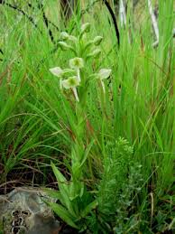 Image result for Habenaria indiana