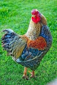 Very Beautiful Cockerel Jose Brahma Chickens Hayvanlar Tavuk Irklari Guzel Yaratiklar