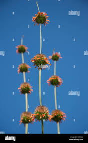 Image result for Leonotis nepetifolia