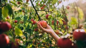 Dapatkan penjelasan bukan hanya jawaban. Pengertian Perkebunan Manfaat Macam Jenis Dan Tanaman Populer Di Indonesia Jagad Id