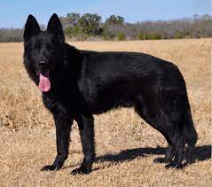 Do black german shepherd puppies stay black? How Not Total Black German Shepherd Pups Can Born From Two Total Black Parents Baiuland Club Kennel