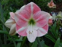 The flower stalk protrudes out of the center of the flower head to form one long flower stalk. 55 Best Pink Flowers With Names And Pictures Florgeous