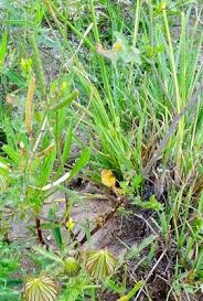 Image result for Erucastrum arabicum