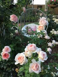 Coral dawn climbing rose reviews. Climbing Rose Variety For An Arbor
