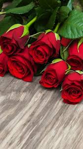 Wallpaper Mobile Wallpaper Wallpaper Iphone Solid Color Wallpaper Colorful Wallpaper Landscape Wallpap Beautiful Rose Flowers Beautiful Red Roses Red Roses