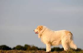 Petit récapitulatif sur l'alimentation du chien. Chien De Montagne Des Pyrenees Agila