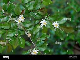 Image result for Grewia stolzii