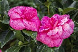 20 Different Types Of Camellia Plants Camellia Plant Plants Flowers