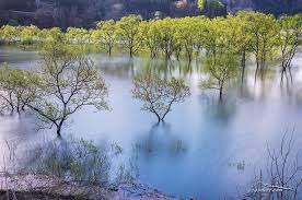 幻想的な水没林 初夏の山形県の風景から白川ダム湖岸公園 4月 5月だけの限定風景を撮影 風景 ダム 幻想的
