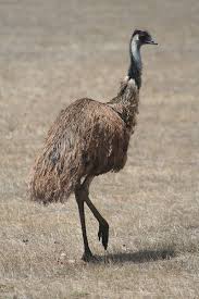 Our us office enables us to service customers with distinguished attention; Emu San Diego Zoo Animals Plants