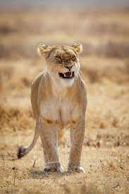 Showing Some Teeth A Female Lion Showing Some Teeth In Seregeneti National Female Lion Lion Pictures Wild Cats