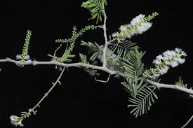 Image result for Acacia fleckii