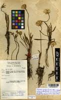 Image result for Vernonia gerberiformis