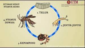 Haiwan juga menjaga alam sekitar. Kitaran Hidup Nyamuk Aedes Youtube