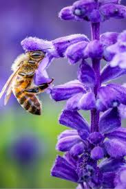 Check spelling or type a new query. How To Attract Birds Bees Butterflies 5 Perennials Pollinators Love