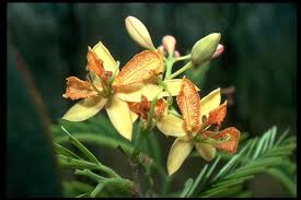 Image result for Tamarindus