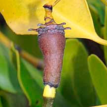 Image result for Ceriops