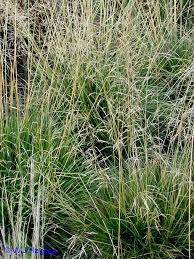 Image result for Eragrostis caespitosa