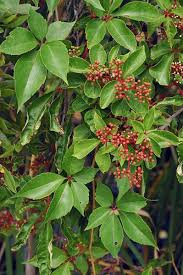 Image result for Vitaceae