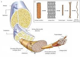 Tendons are similar to ligaments; 3 Schematic Representation Of The Hierarchical Organisation Of Collagen Download Scientific Diagram