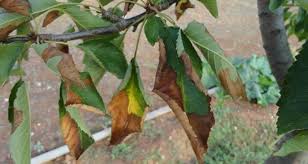Image result for xylella fastidiosa oleander symptoms