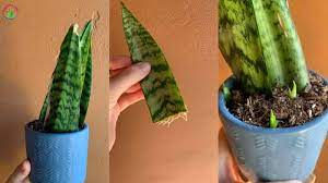 Overwatered Snake Plant Signs And Step By Step Solutions Garden For Indoor