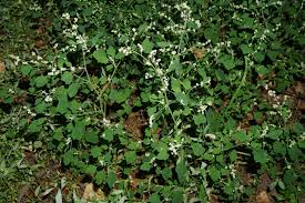 Image result for Chenopodium opulifolium
