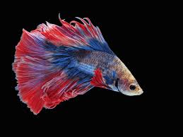 While a cold wind or draft may be a nuisance to you, over time they can prove fatal to. Betta Fish Temperature How Warm Should The Water Be Keeping Exotic Pets