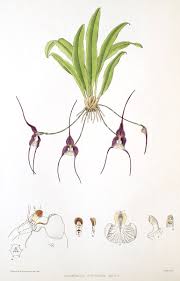 Dracula nycterina - Wikispecies