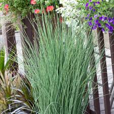 Image result for Juncus