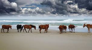 We have found the following website analyses that are related to corolla light resort webcam. Corolla Vacation Rentals Corolla Light Vacation Homes Resort Realty