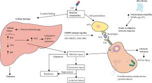 Drug Induced Liver Injury In Older People The Lancet Gastroenterology Hepatology