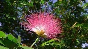 Where can i grow snowball tree in australia? Australia Red Caliandra Pom Pom Flower Photograph By Jeffrey Shaw