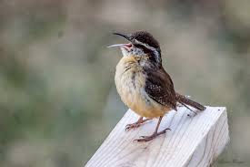 One member of the pair may stay at the site while the other gathers material. One Peanut Can Go A Long Way For A Carolina Wren Feederwatch