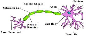 Maybe you would like to learn more about one of these? Longest Cell In The Human Body Is A Nerve Cell B Leg Class 11 Biology Cbse