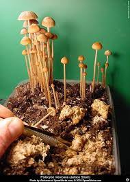 Pin On Ethno Botanicals Plant Illustrations