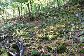 Scandinavian Forest Black Metal Group - Home | Facebook