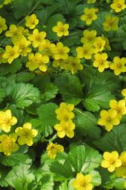 Image result for Pycnostachys schliebenii