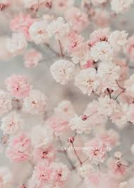 Baby S Breath Photography Gypsophila Print Flower Print Floral Photo Dreamy Pastel Pink Flo Pink Flowers Background Flower Aesthetic Pink Flowers Wallpaper