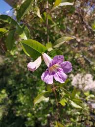 Image result for Bignonia callistegioides