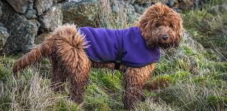 It's recommended that you brush your goldendoodle every day or every other day to prevent matting. How Often Should I Bathe My Cockapoo What About Shampoo