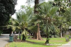 Image result for Latania loddigesii